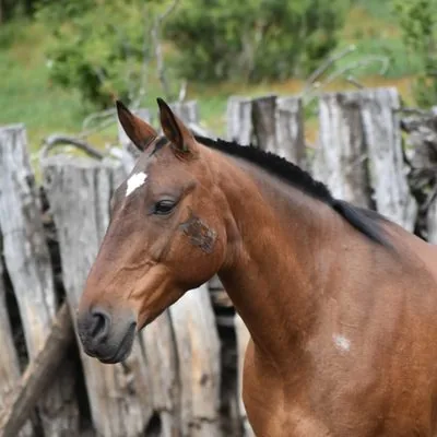 Diamante